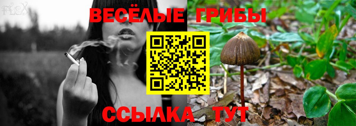 Галлюциногенные грибы Cubensis Нальчик